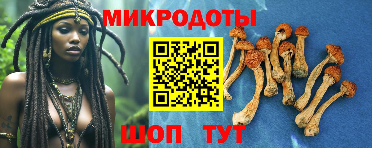 Галлюциногенные грибы Psilocybe Кингисепп